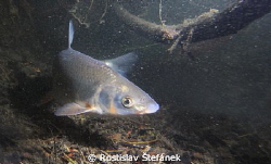 Chondrostoma nasus - fish with the big nose... by Rostislav Štefánek 